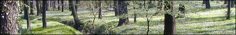 Idyllischer Blick auf den Stadtwald